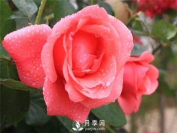 秋季園林苗木病蟲害防治知識，月季防治黑斑病
