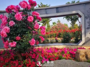 壽光中華月季園：三月春風(fēng)暖 月季養(yǎng)護(hù)忙
