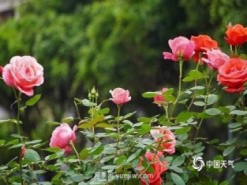 重慶街頭月季盛開，扮靚山城四月景觀