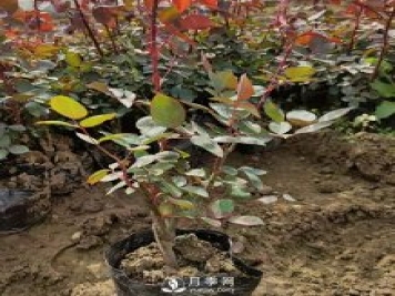 大花盆栽月季批發(fā)，粉扇.緋扇.口紅.金鳳凰