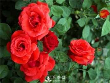 緋扇月季苗，杯苗，小苗，盆花產地批發(fā)