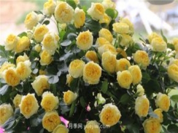 10大入門微型月季品種推薦，選這些微月就對了