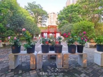 福州茶亭公園月季花開(kāi)，芬芳美爆！