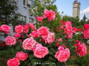 濟南月季景觀當屬唐冶街道月季樹