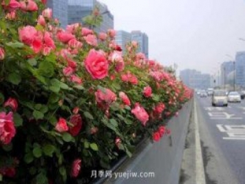 132萬(wàn)株高架月季陸續(xù)綻放 杭州迎來(lái)“月季時(shí)間”