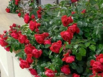 12個藤本月季品種推薦，造型適合月季花柱和拱門