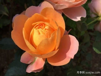 血腥橙色月季的優(yōu)缺點是什么？
