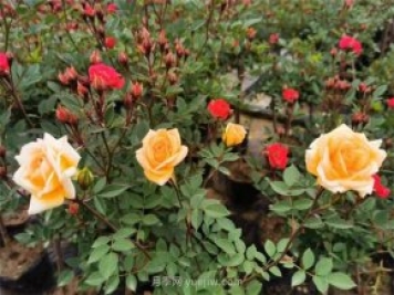 再等等盛花期，南陽現(xiàn)在賞月季為時還早