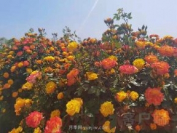 南陽第十二屆月季花會(huì)線上線下同步舉行