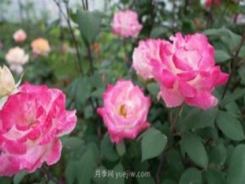 杭州滿城月季綻放，驚艷背后有他功勞