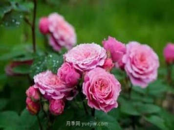 上海顧村公園月季園5月游園正當(dāng)時，535畝月季浪漫盛放