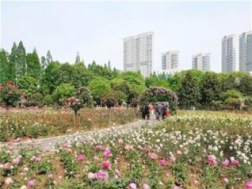 武漢市第十三屆月季展，青山和平公園等你來打卡