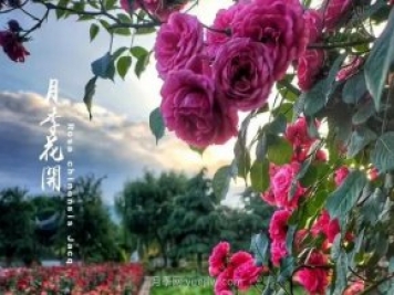 中國月季園千畝月季花開，南陽月季人間仙境打卡圣地