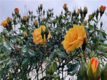 襄城無處不飛花，襄陽首屆月季文化旅游節(jié)開幕