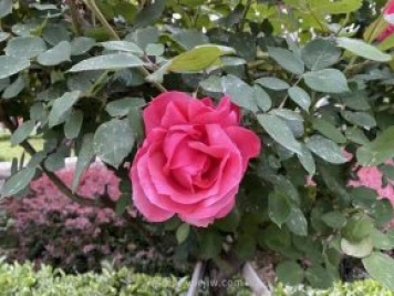 石家莊月季市花盛開，20萬株驚艷城市美景