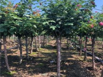 內鄉(xiāng)樹狀月季園種植批發(fā)月季樹