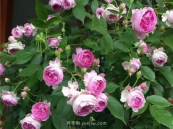 瑪姬嬸嬸月季，別被名字嚇跑，勤花超級(jí)花多