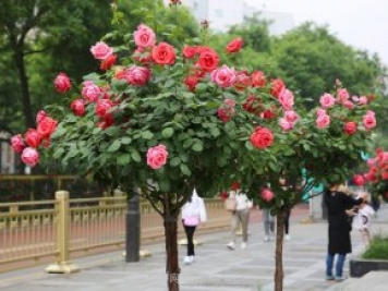 樹月，什么是樹狀月季？哪有賣的？