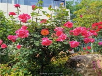 月季花開正盛，期待市花城市建設