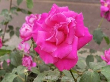 北京月季花花世界中，高貴的紫色月季醉迷人