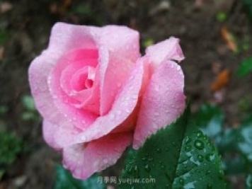 實體店買月季花更放心，為什么花友還喜歡從網(wǎng)上買？
