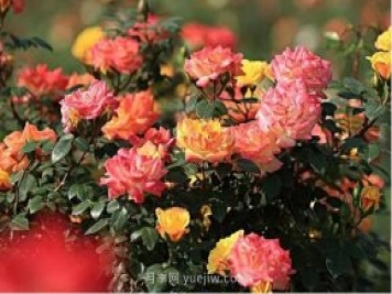 西安航天基地“初夏限定款”月季花，邀您來賞！