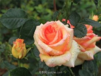 月季花開盡芬芳，大美南陽顯輝煌