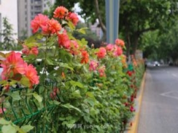 月季花開香滿城，濟(jì)南章丘區(qū)月季進(jìn)入盛花期