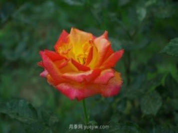 賞石家莊月季市花，遨游月季公園五月花海