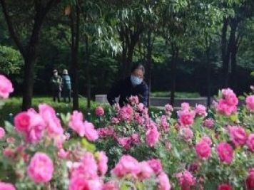 邢臺(tái)市花月季綻放！月季花城進(jìn)入觀賞期