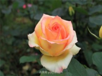 濟南增選玫瑰為市花，投票結果顯示贊成率達99.42%