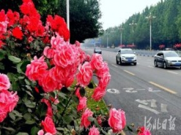 河北石家莊市花月季開 添彩省會(huì)美景