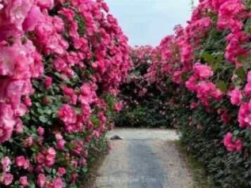 鄭州漫花里藤本月季花海，網(wǎng)友稱之為“花海迷宮”紛紛去打卡