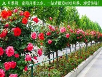南陽樹狀月季成杭州“網(wǎng)紅” 明年將開到上塘河和余杭塘河河畔
