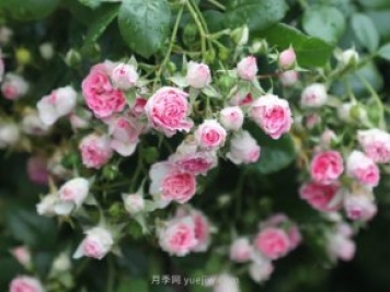 推薦4個(gè)品種，皮實(shí)好養(yǎng)開花量大，打造藤本花瀑布