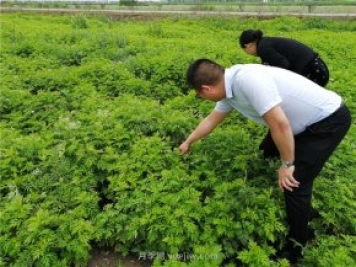 社旗艾草產(chǎn)業(yè)，艾成熟香滿田