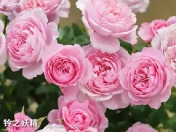 推薦陽臺黨必入的四款微型月季品種，你猜到了嗎