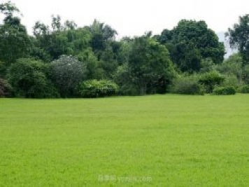 如何進(jìn)行草坪滾壓？有什么方法？