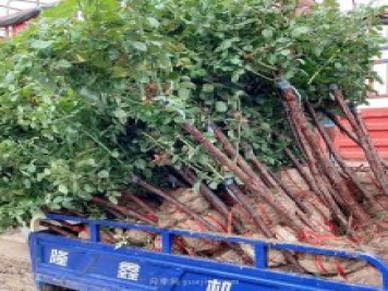 月季樹什么時候移栽最好？月季的最佳插枝時間？