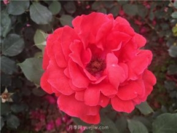20種經(jīng)典月季品種，妝點(diǎn)南陽火熱的夏季