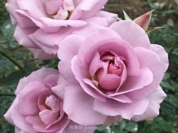 紫色慕莎月季的優(yōu)缺點是什么？