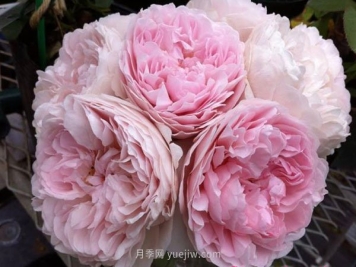 真誠月季的優(yōu)缺點是什么？