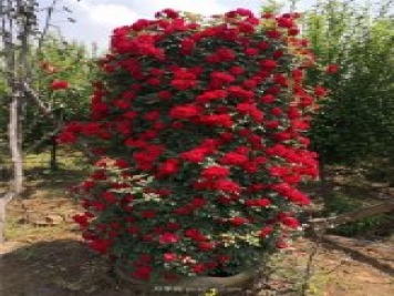 造型月季，月季花柱批發(fā)