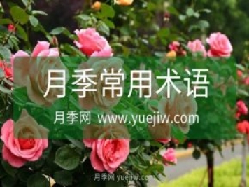 月季常用規(guī)格術(shù)語大全