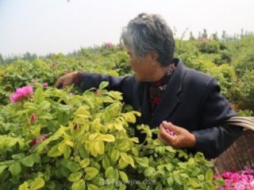 新鄉(xiāng)輝縣：繽紛玫瑰撲鼻香 幸?；ㄩ_(kāi)富老鄉(xiāng)