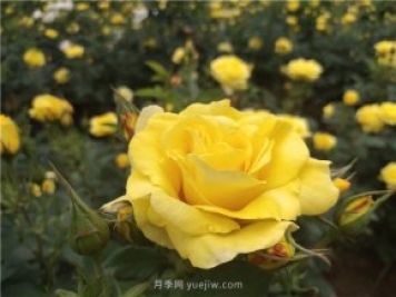 為什么越來越多的月季花友拋棄歐月？這些缺點是很多人的痛點
