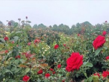 打卡南陽(yáng)這片月季花海 看“花經(jīng)濟(jì)”撬動(dòng)城市新發(fā)展