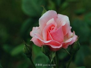 月季花需要在什么時候扦插？扦插的辦法有哪些？