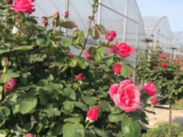 月季花的種子如何播種？需要注意哪些事項(xiàng)？