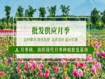 南陽(yáng)月季花后如何修剪？什么時(shí)候修剪比較好？